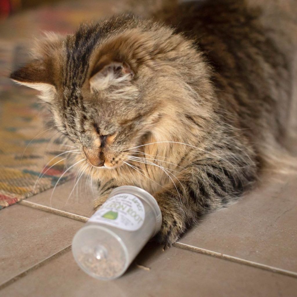 A cat playing with catnip
