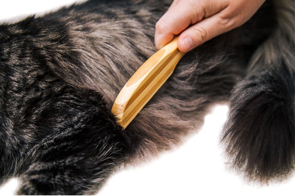 Cat Being Brushed with Flea Comb