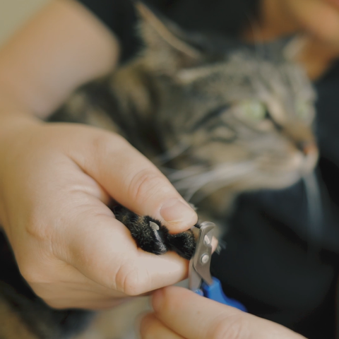 A cat getting its nails trimmed