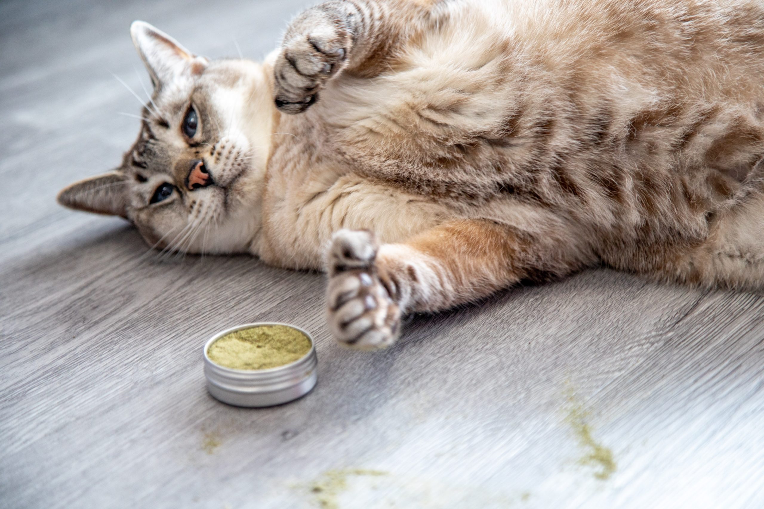 A cat with a tin of catnip keef