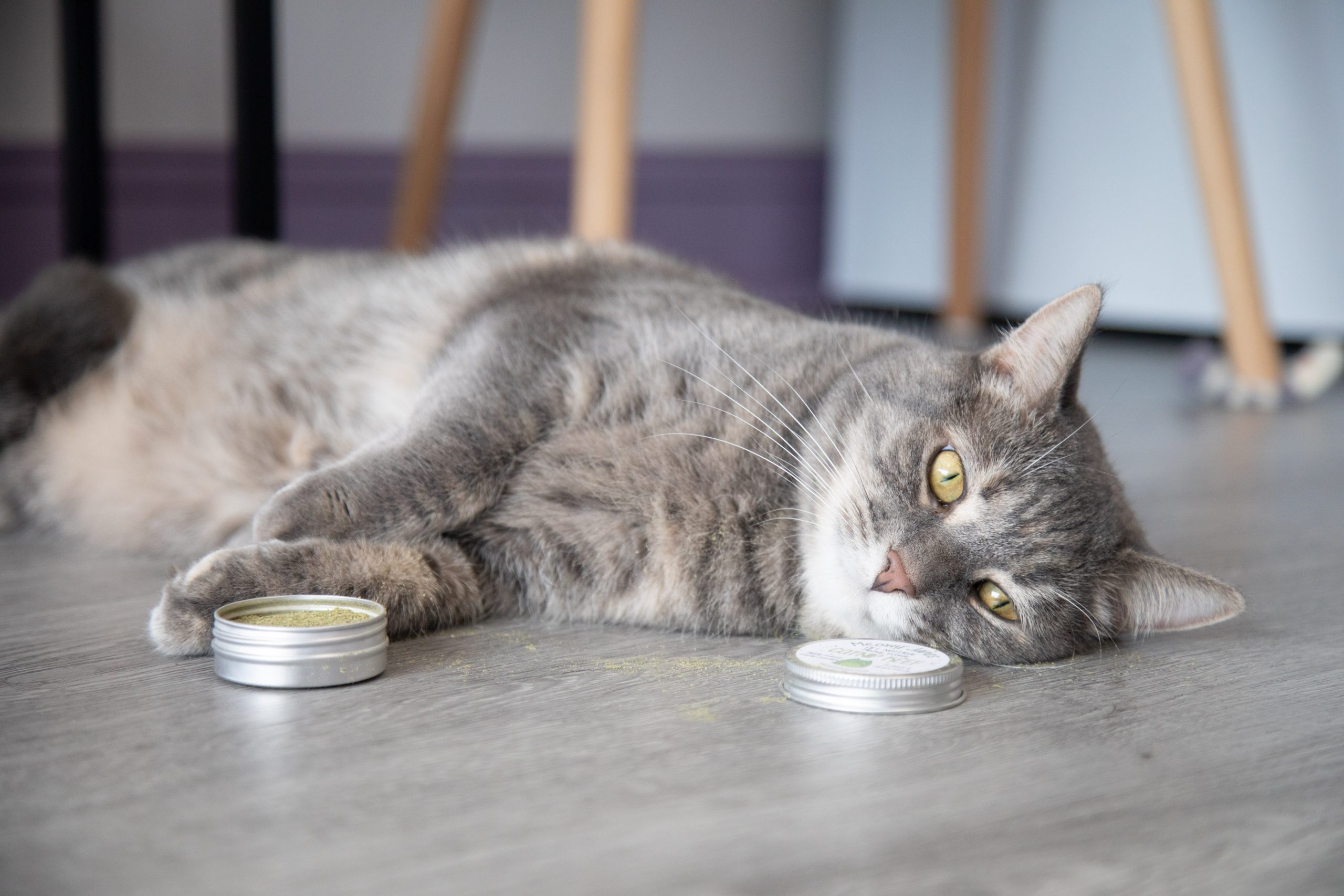 A cat playing with a tin of catnip keef