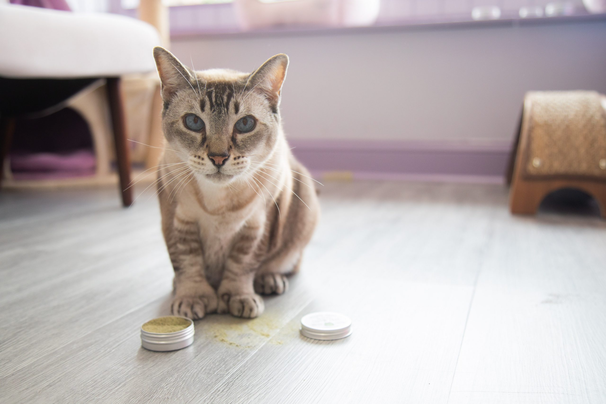 A cat with a tin of catnip keef
