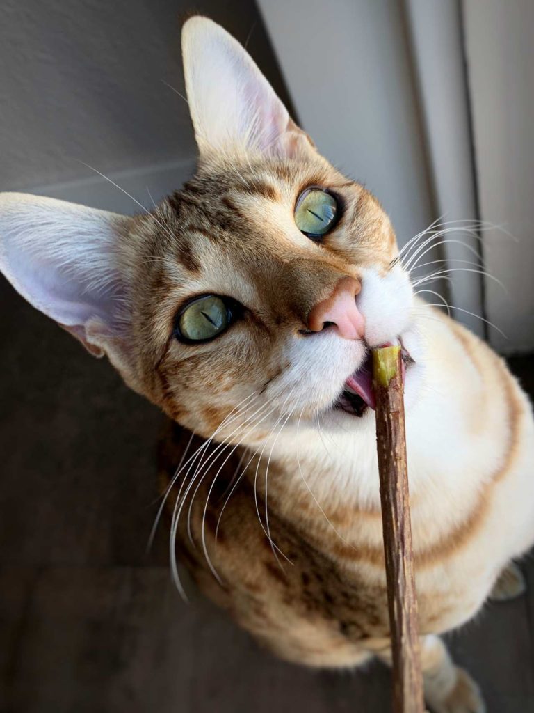 A cat chewing on a matatabi silvervine stick