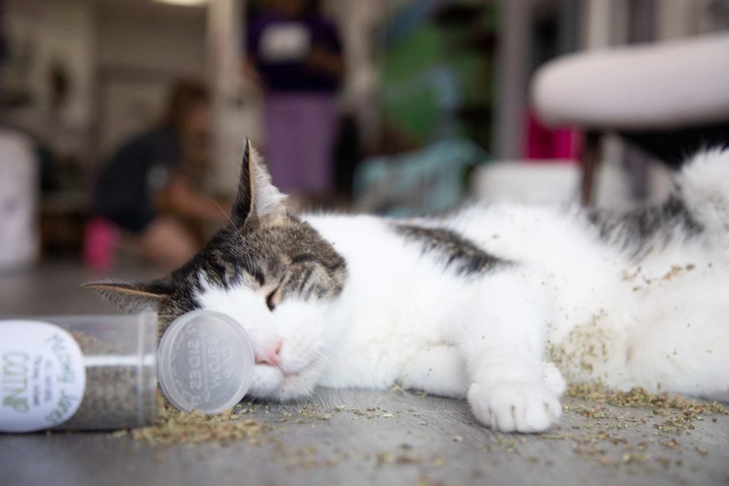A Cat Sniffing Catnip Container