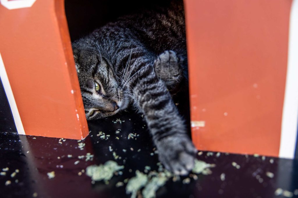 A cat playing with catnip