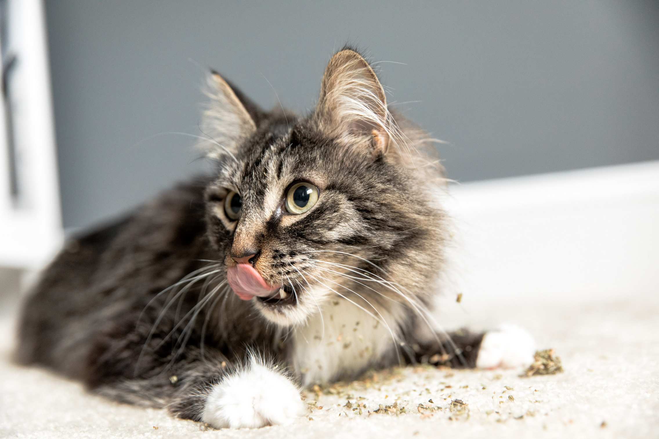 A cat playing with catnip