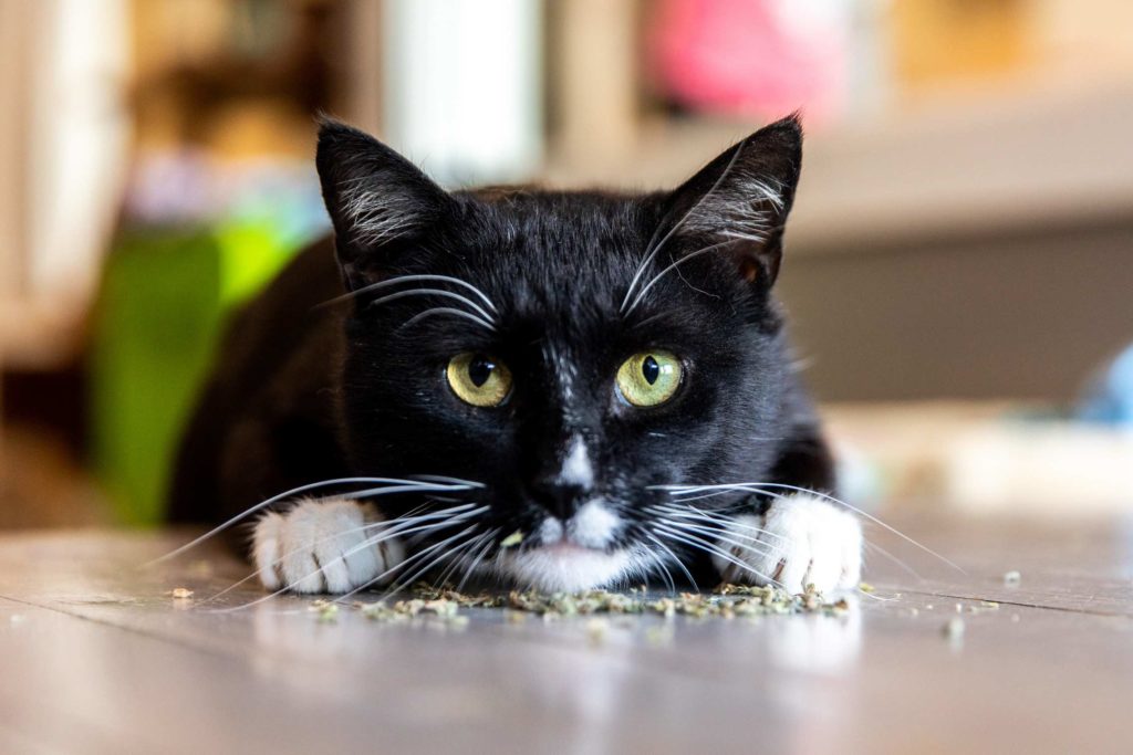 A cat playing with catnip