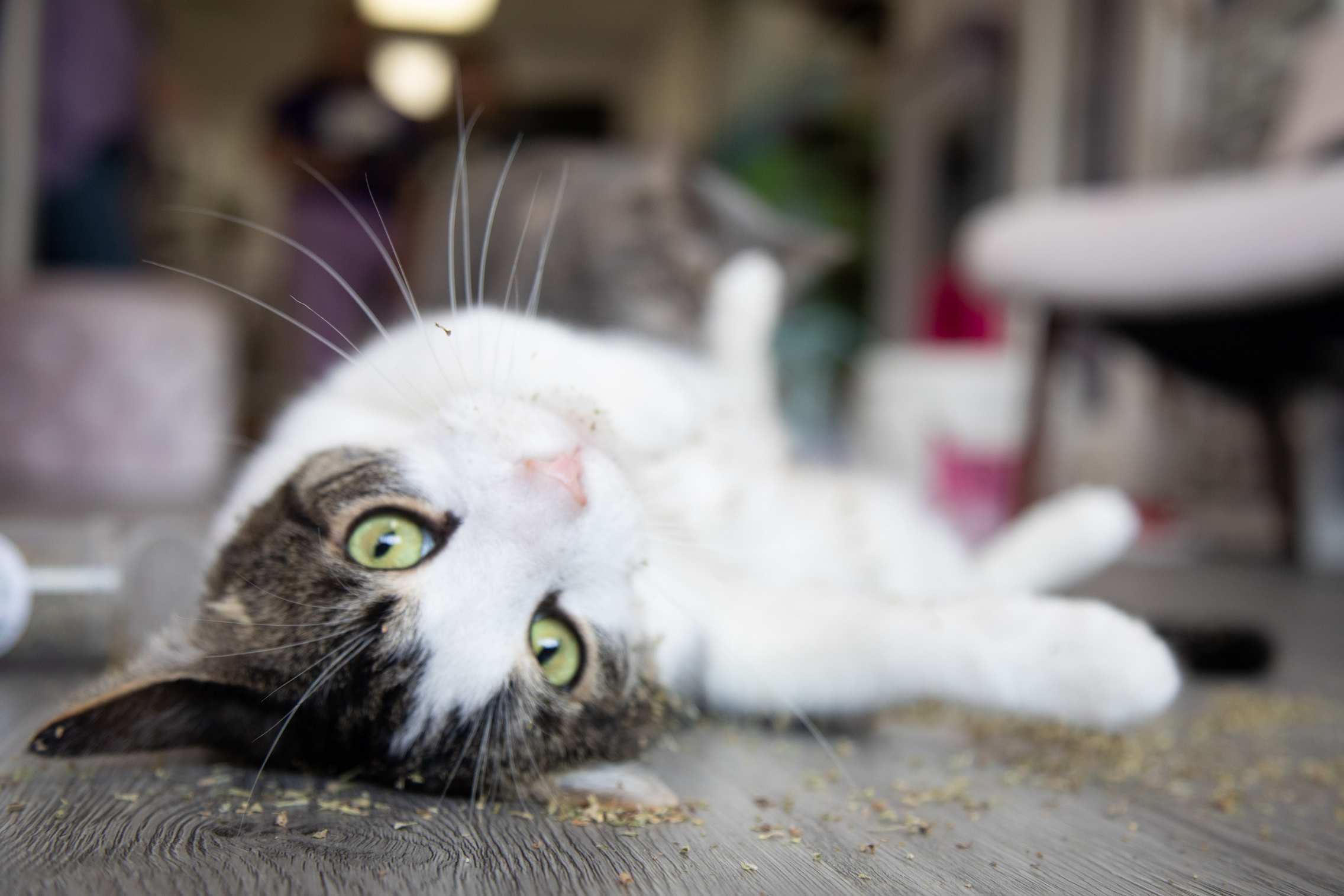 A cat playing with catnip