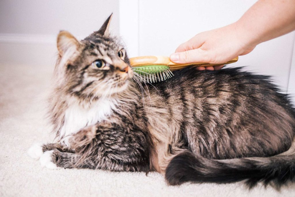Tabby Cat Being Brushed