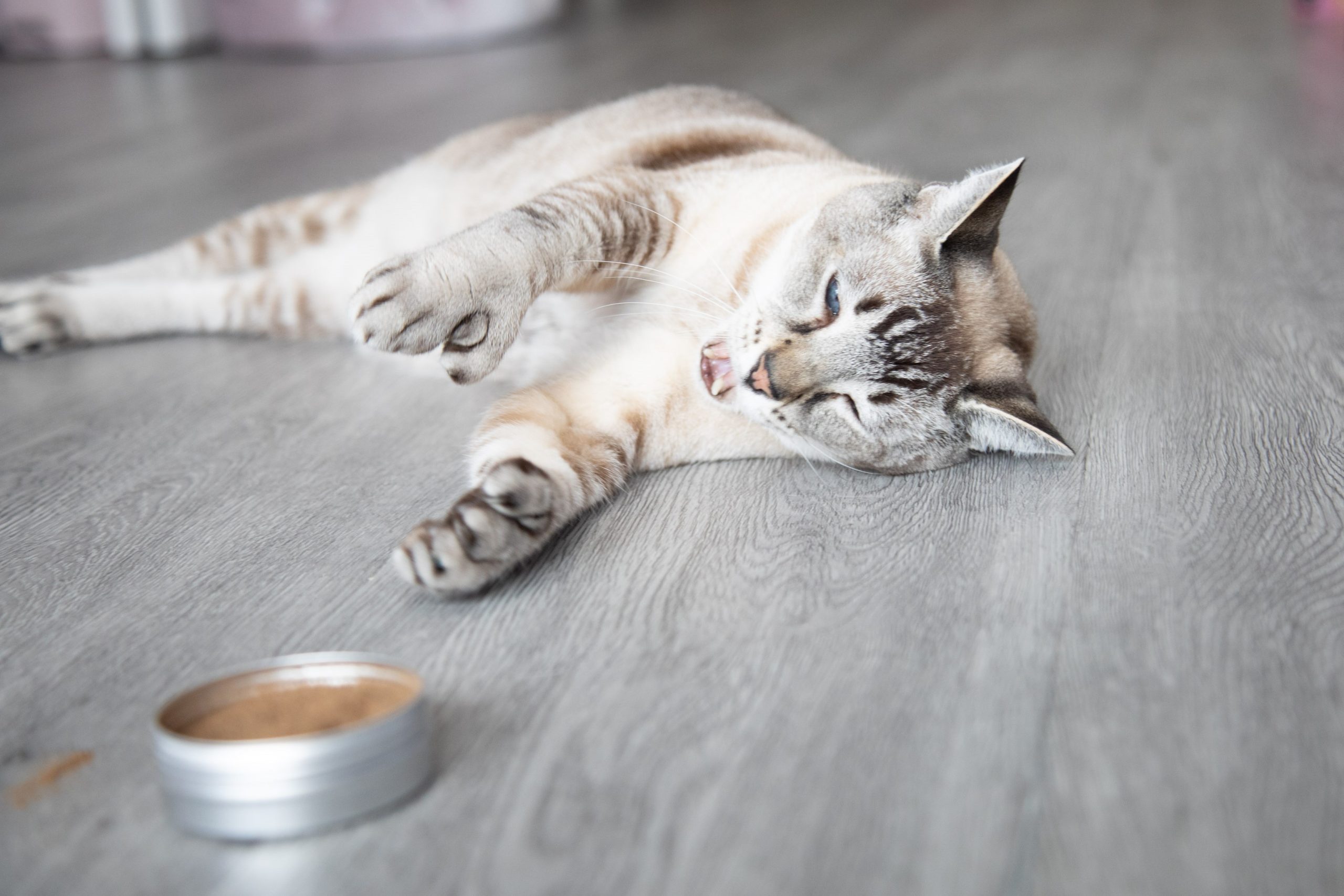 A cat playing with a tin of silvervine powder