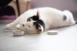 A cat playing with a tin of silvervine powder