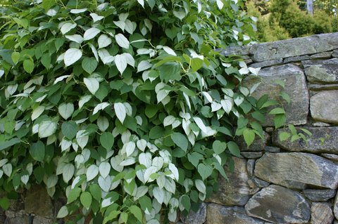 A silvervine plant growing on a wall