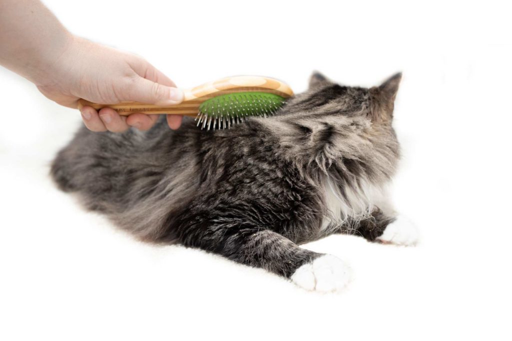 Tabby Cat Being Brushed