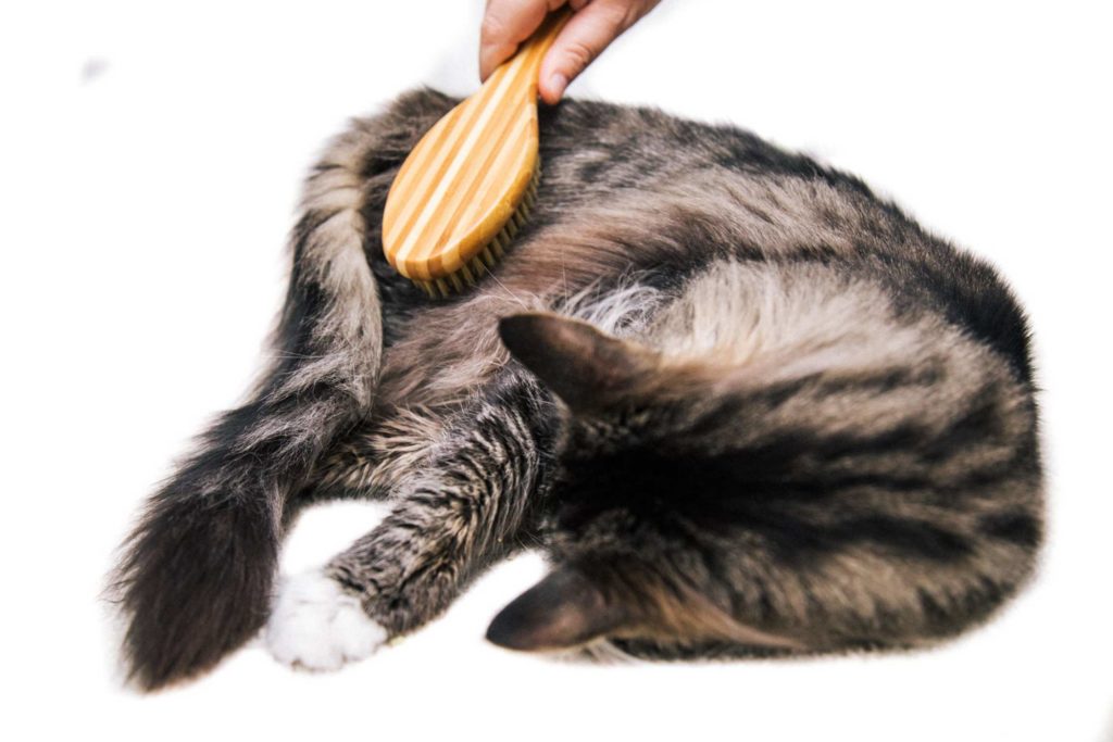 Tabby Cat Being Brushed on Rear