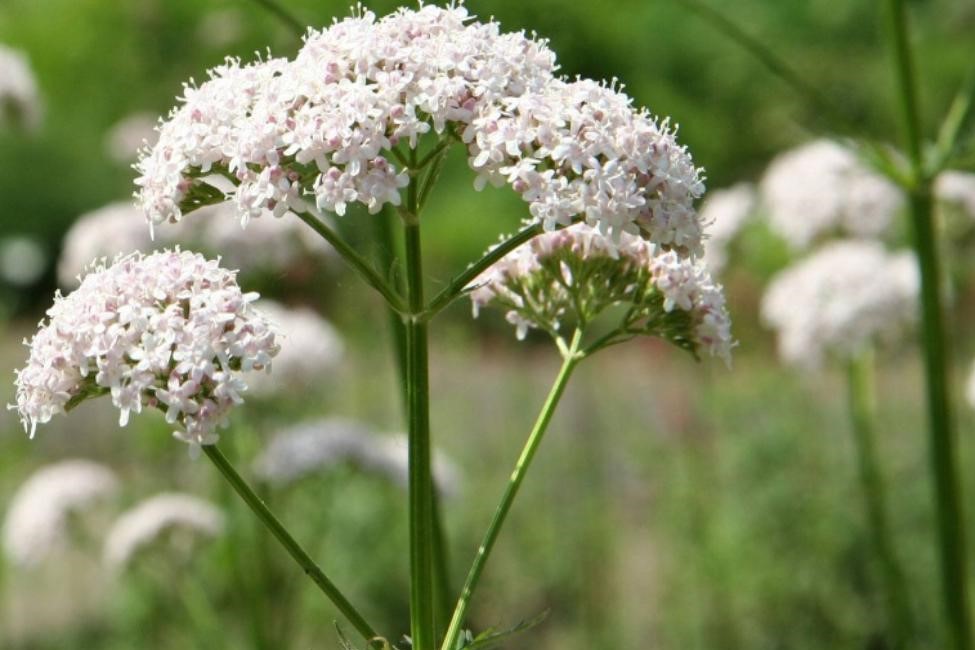 Valerian root plant