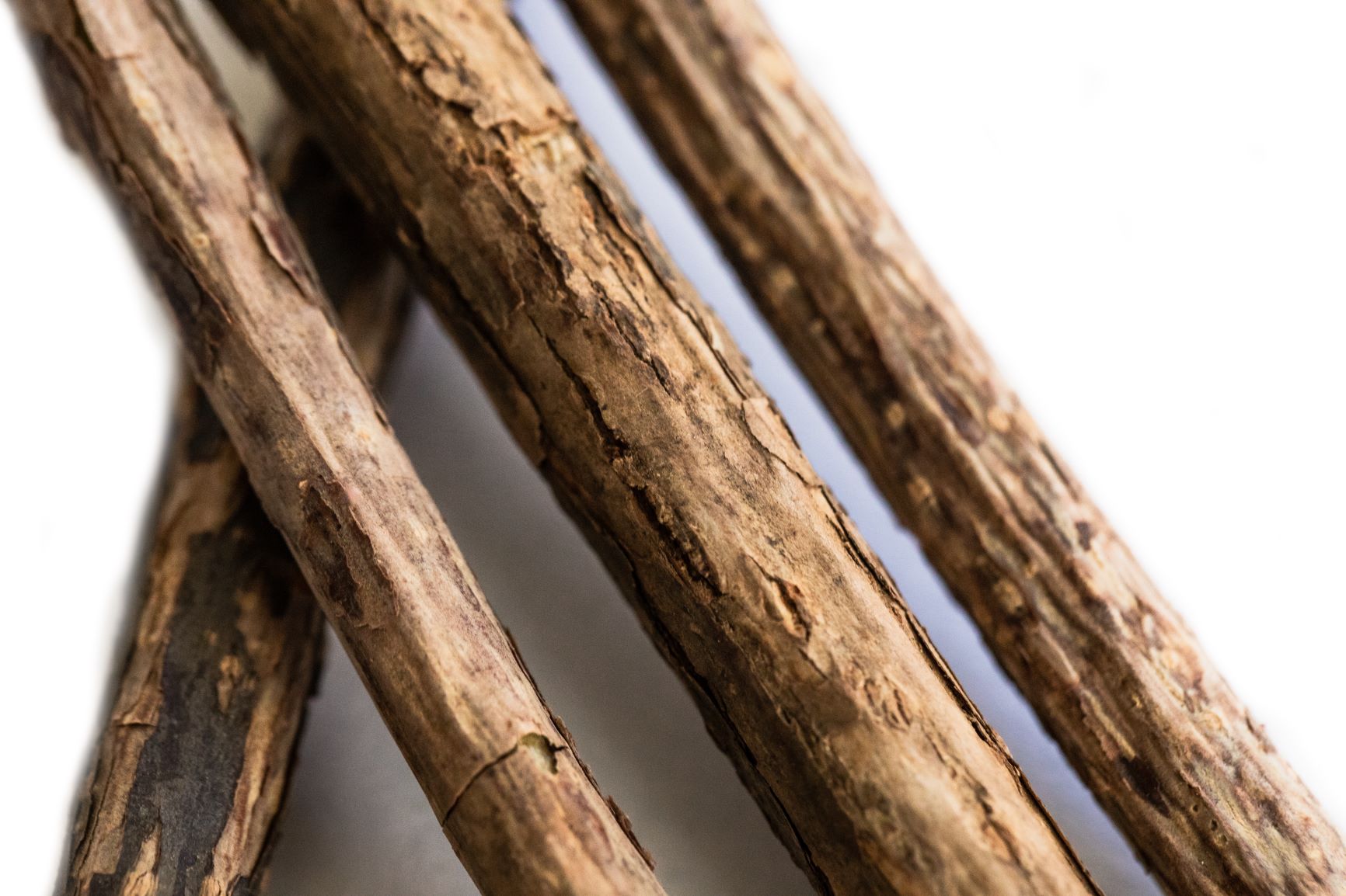 A close up of matatabi chew sticks
