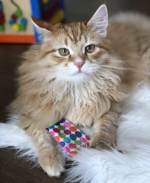 A cat and a fabric toy