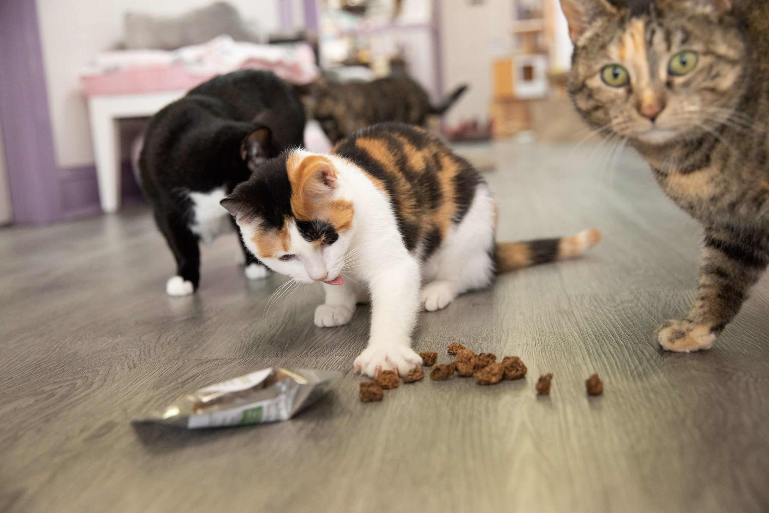 Meowy Janes Silvervine Fruit