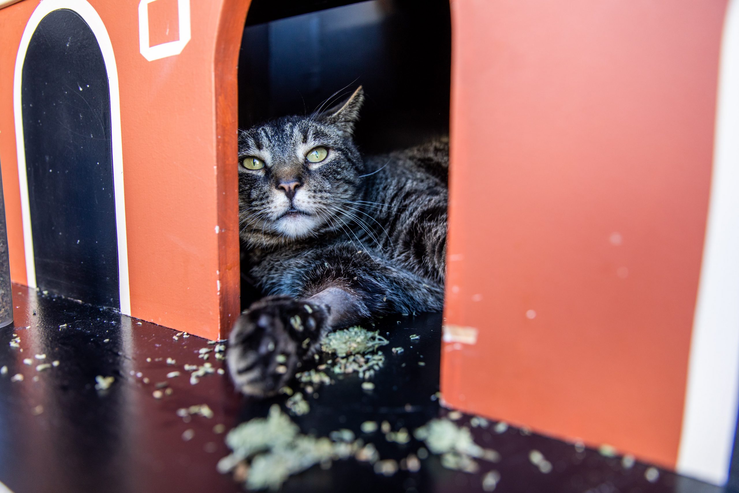 A cat playing with catnip