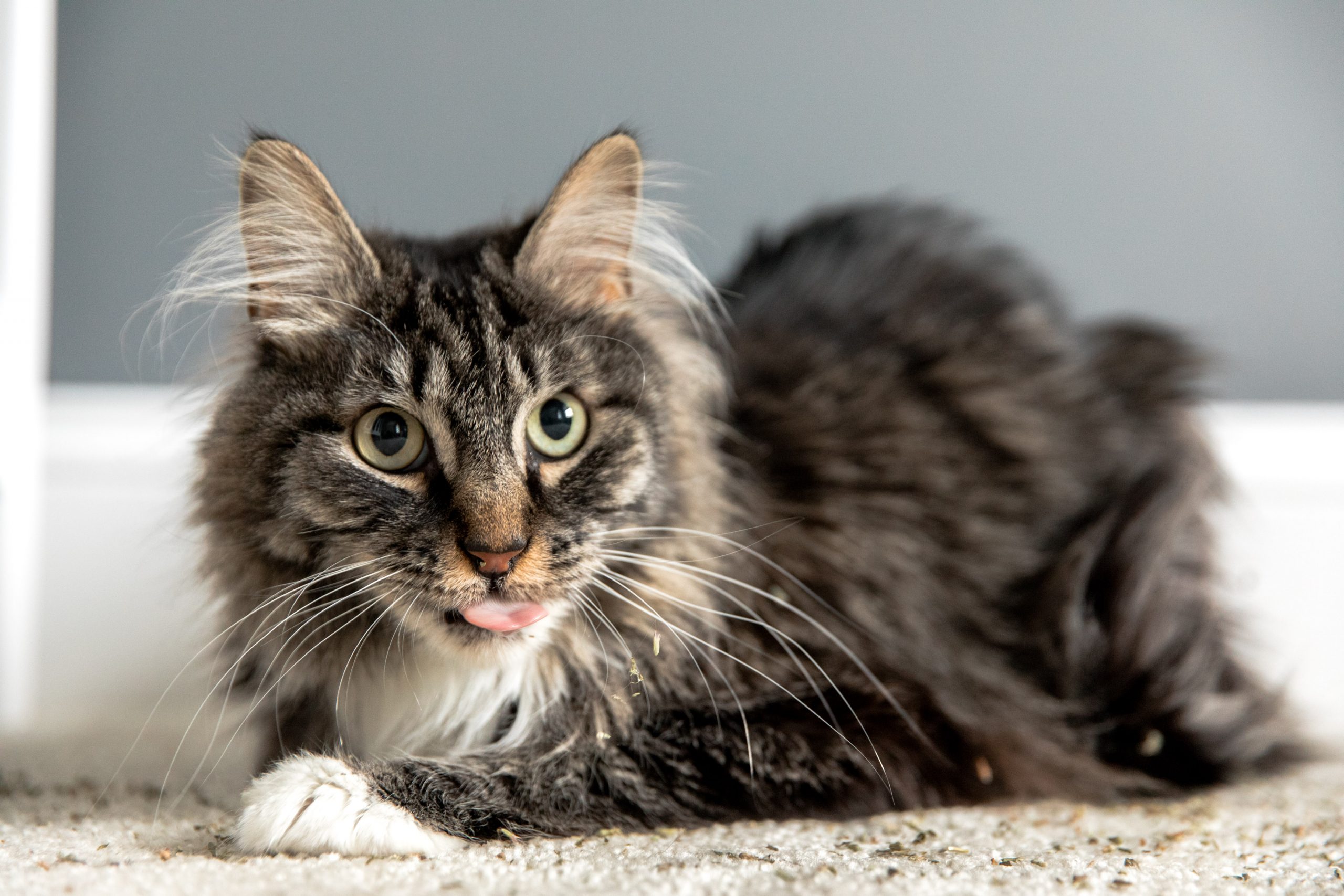 Meowy Janes Catnip Silvervine Blend