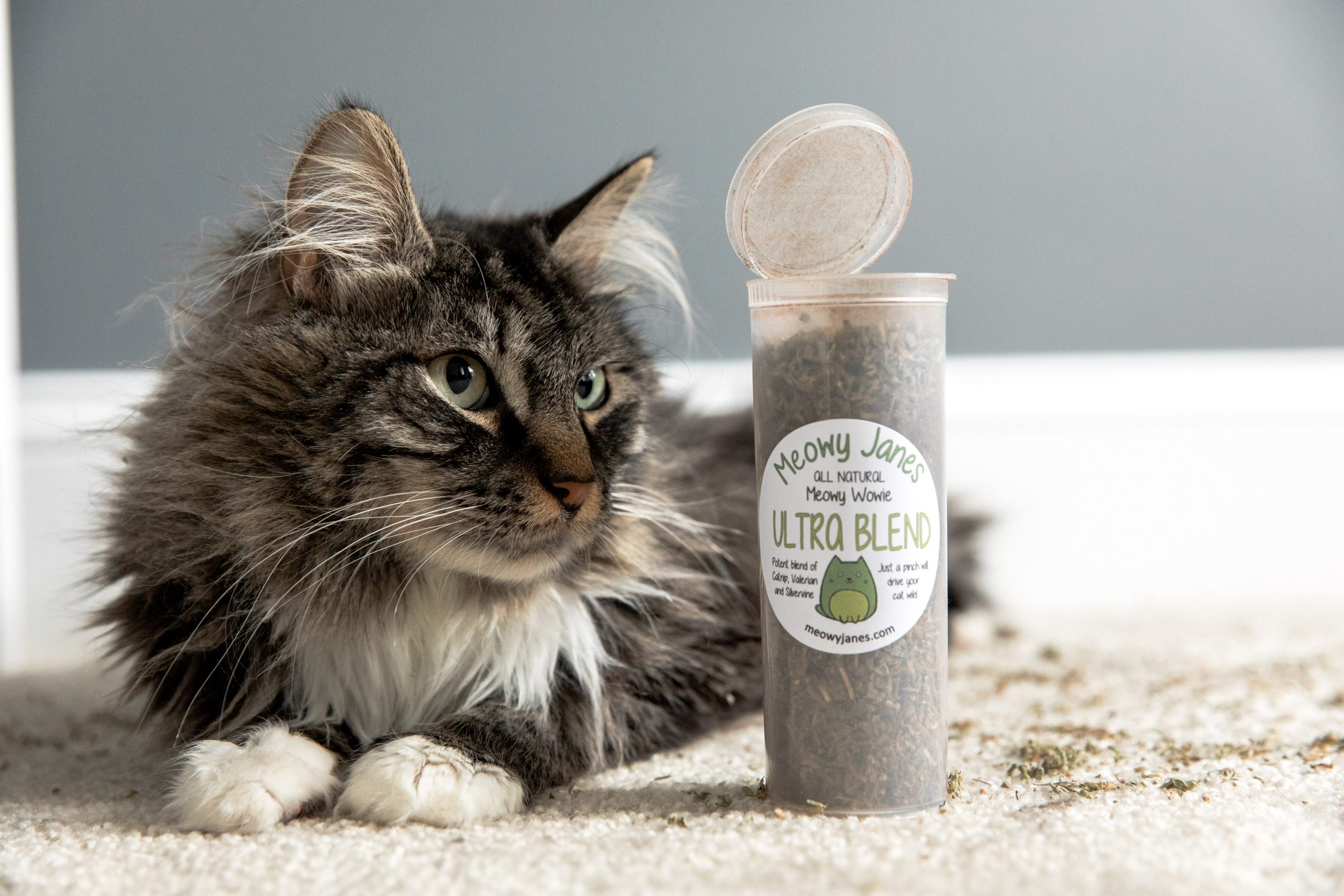 A cat sniffing a bottle of catnip