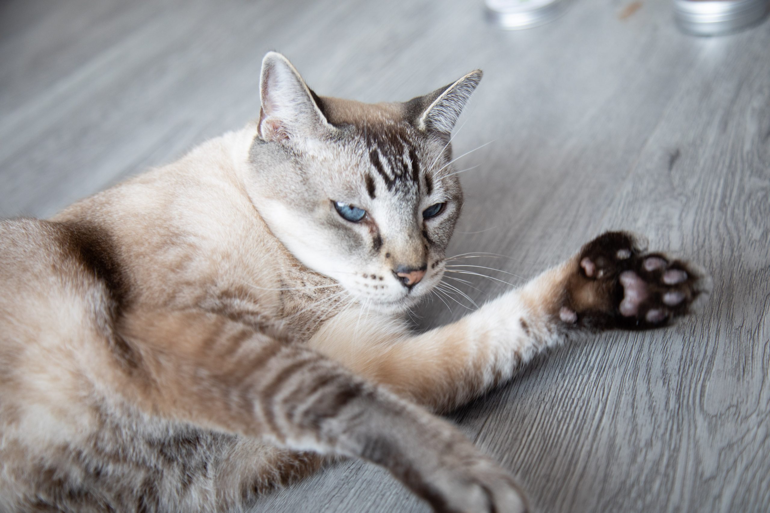 A cat sniffing and playing with silvervine powder