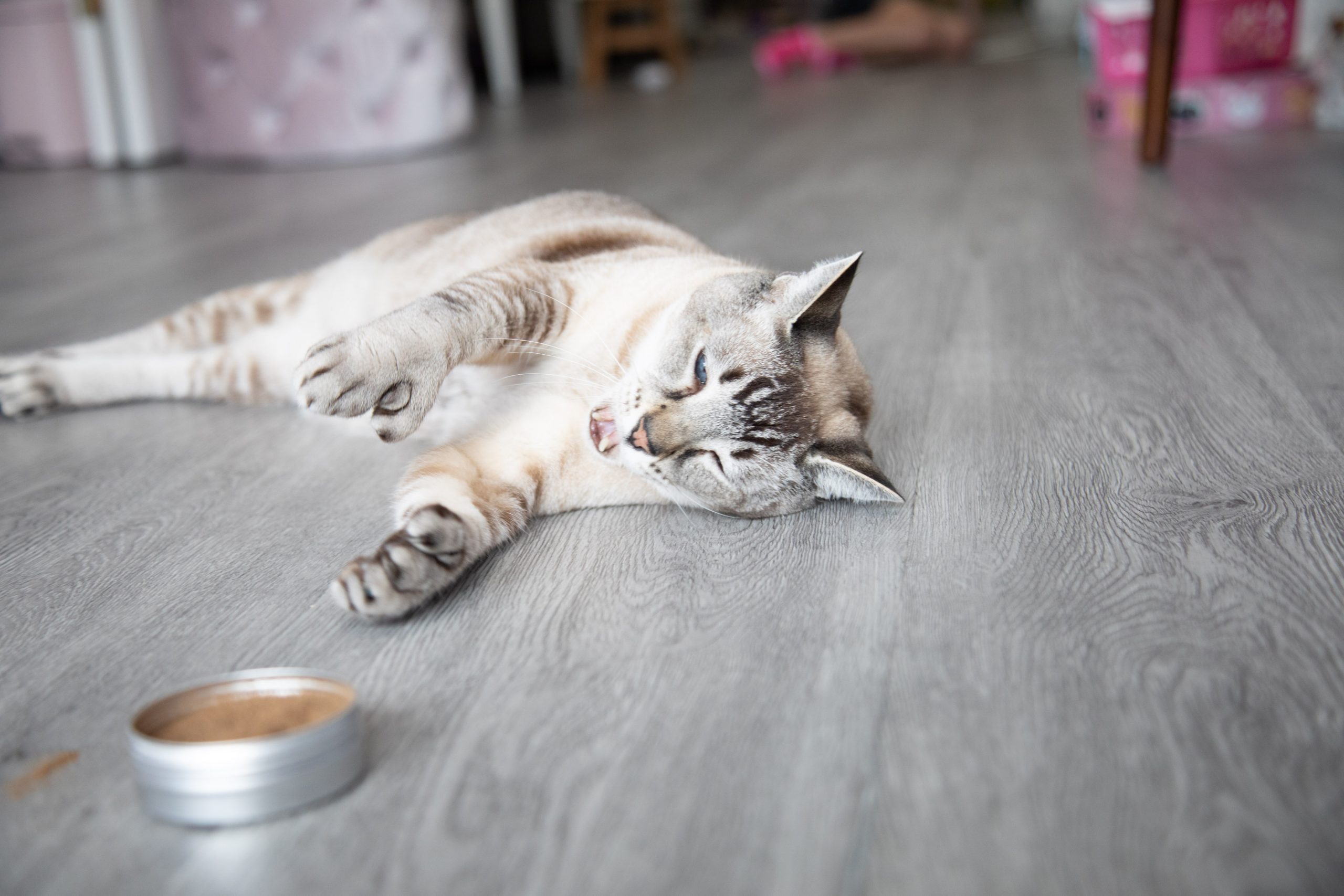 A cat sniffing and playing with silvervine powder