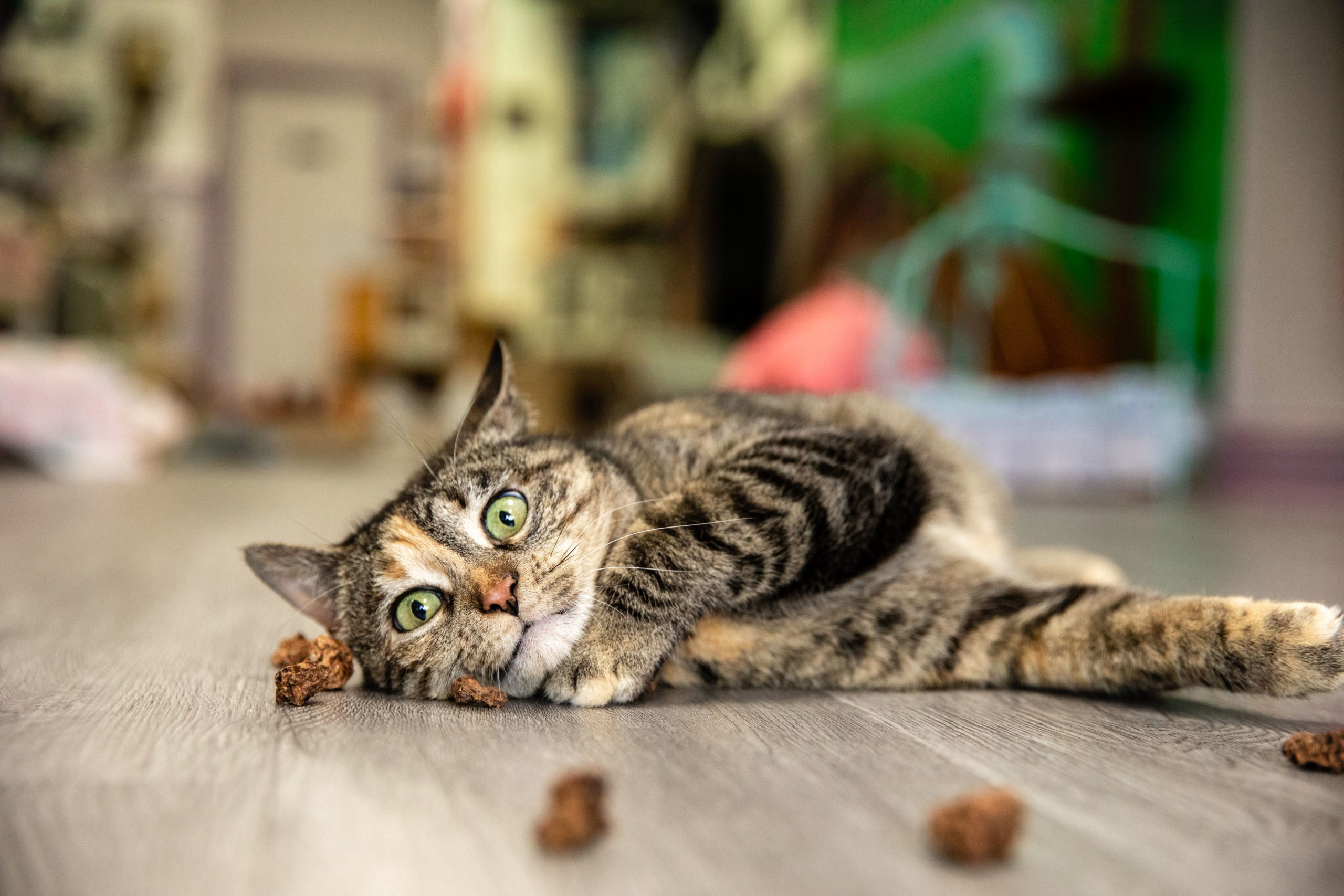 A cat playing with silvervine gall fruit