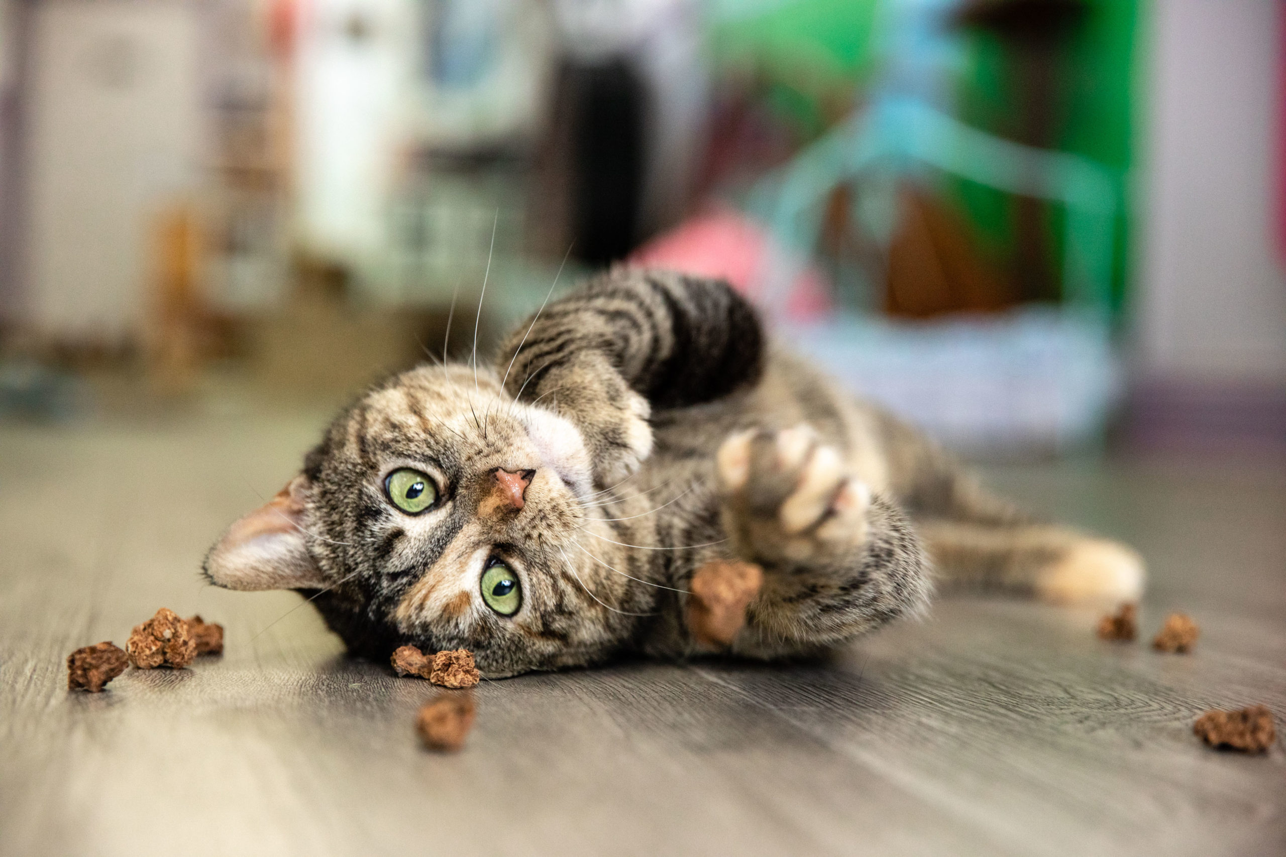 A cat playing with silvervine gall fruits
