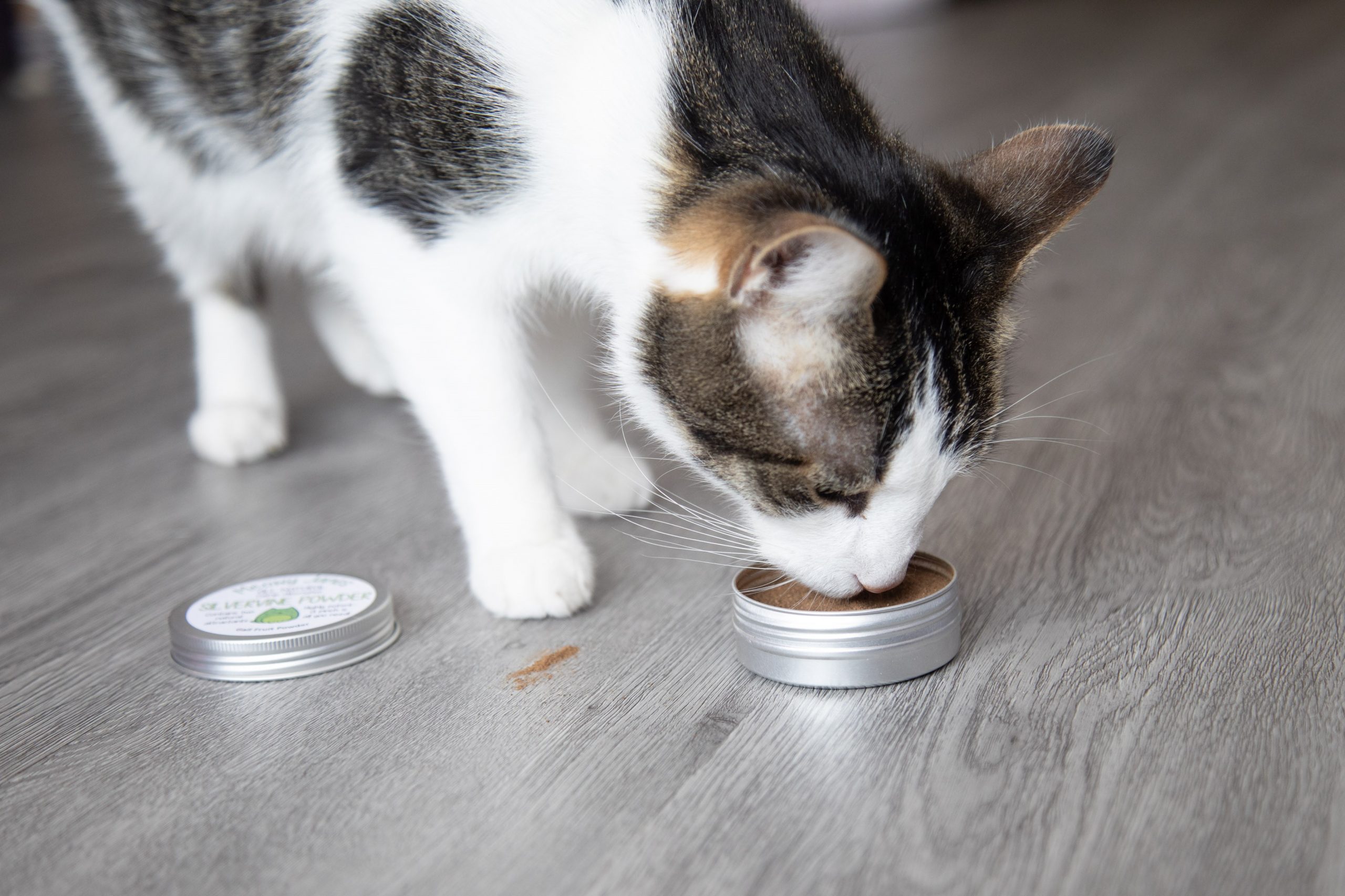 A cat sniffing and playing with silvervine powder