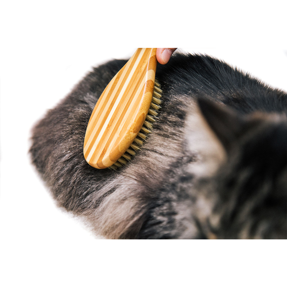A cat being brushed with a boar hair brush