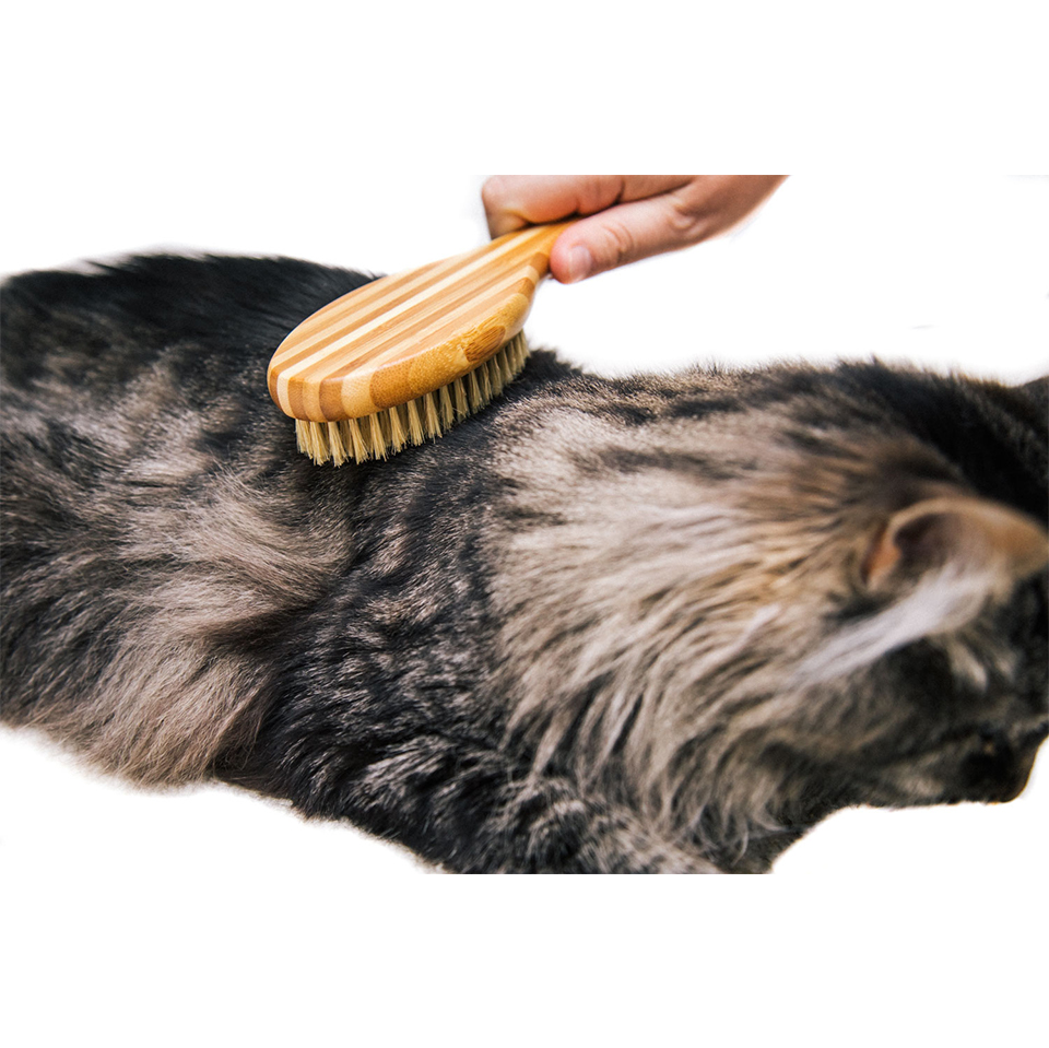 A cat being brushed with a boar hair brush
