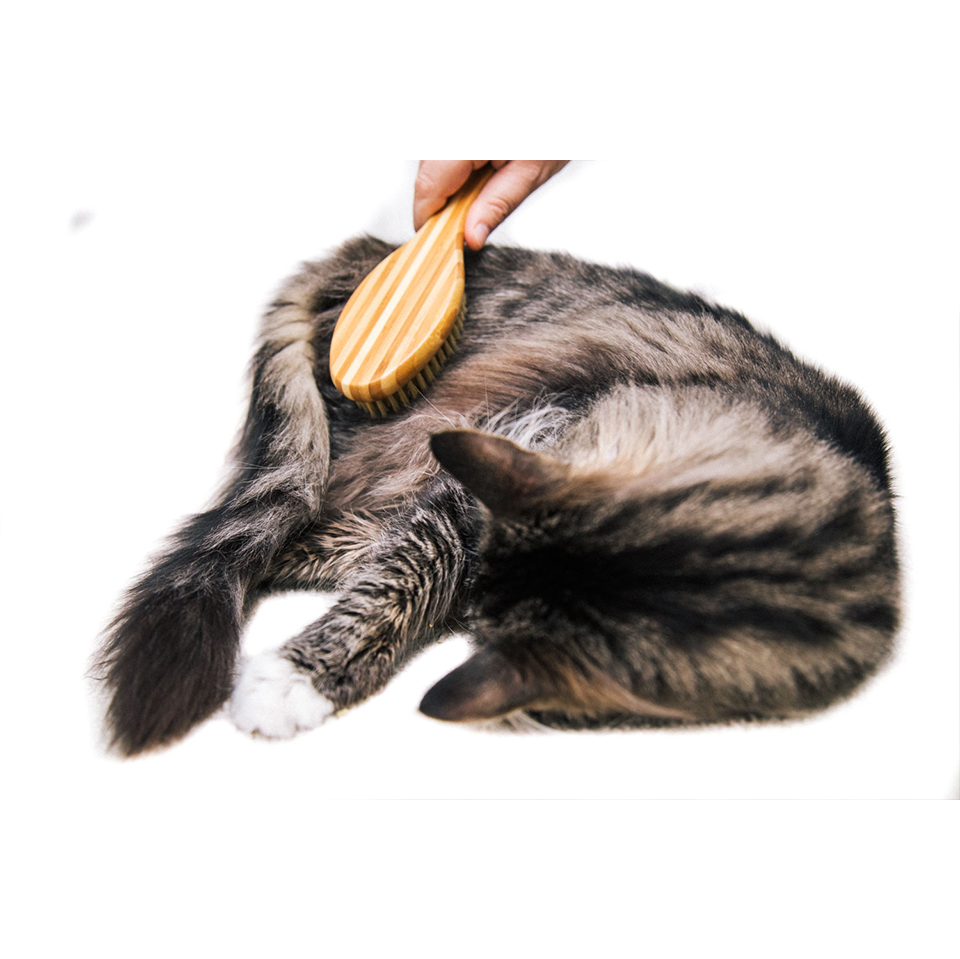 A cat being brushed with a boar hair brush