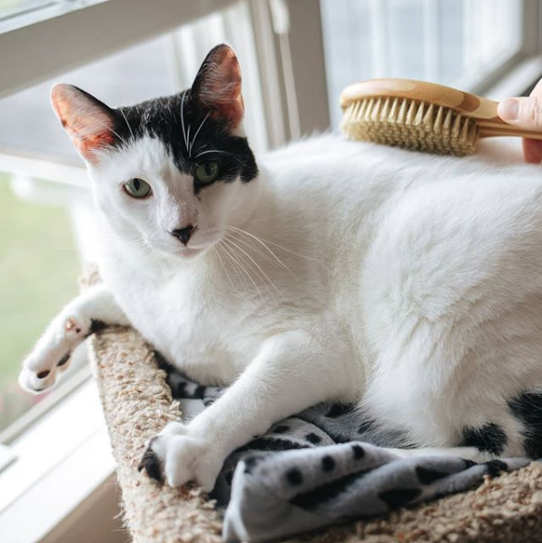 A being brushed near a window