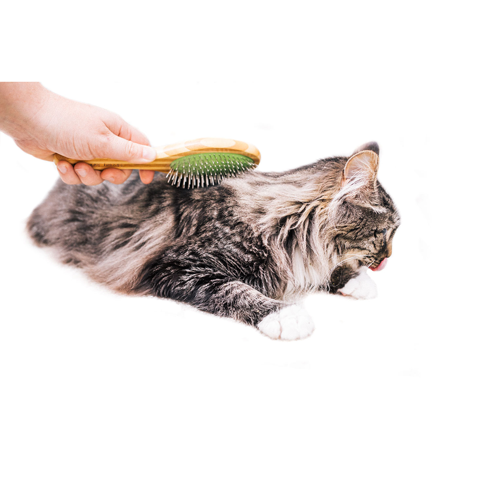 A cat being brushed with a pin brush