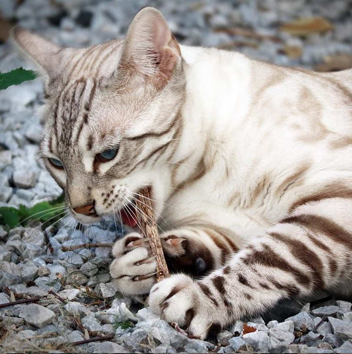 A cat chewing on a matatabi stick