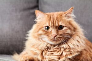 An long hair orange cat