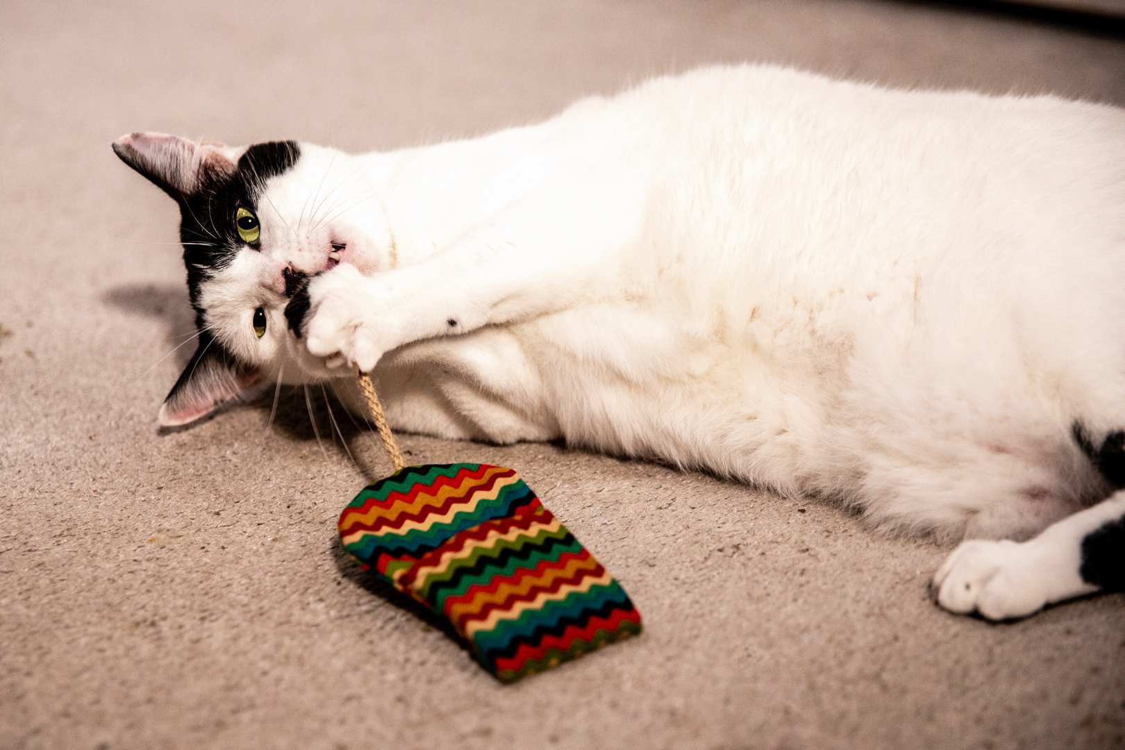 A cay playing with a fabric toy that looks like a mouse