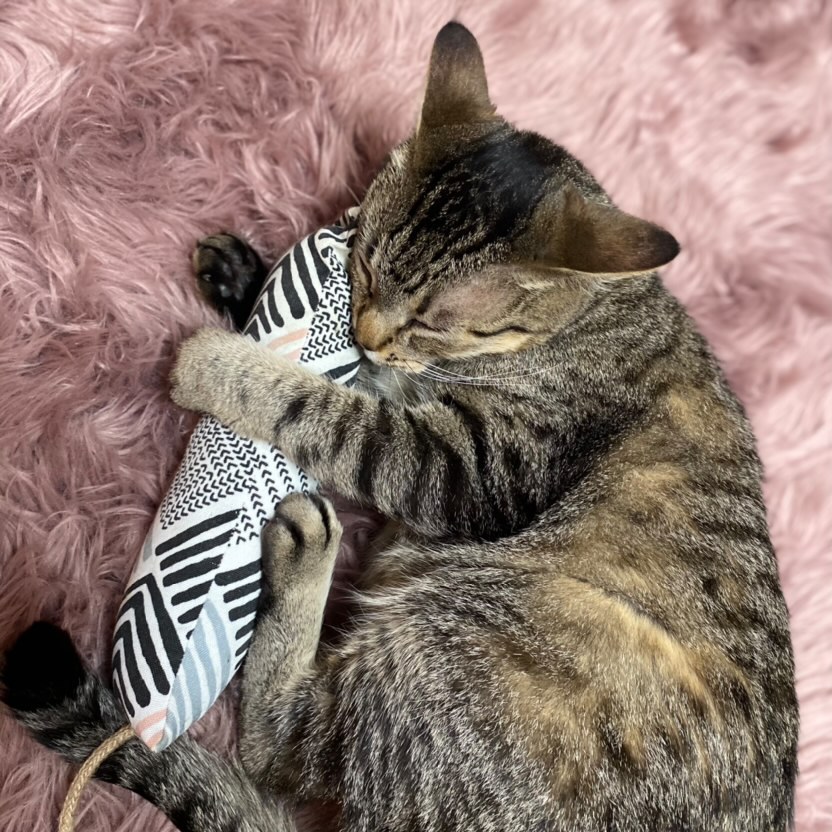 a long hair cat playing with a catnip kicker