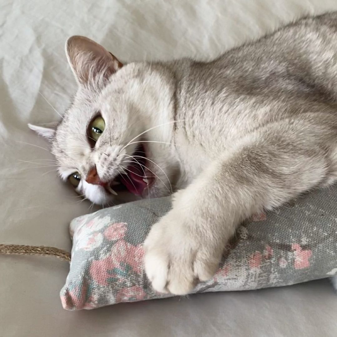 a grey and white cat playing with a catnip kicker