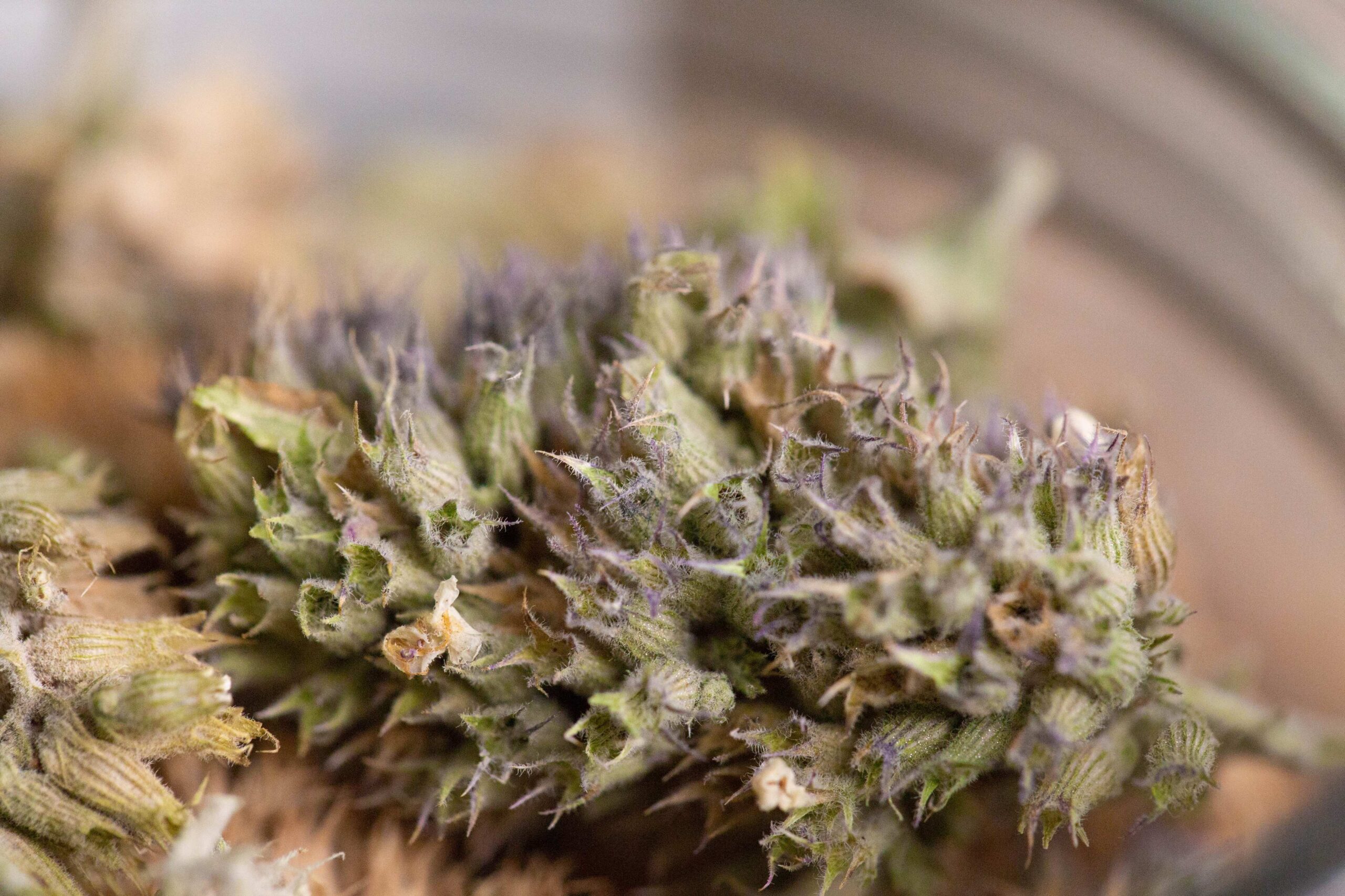 A close up image of catnip buds