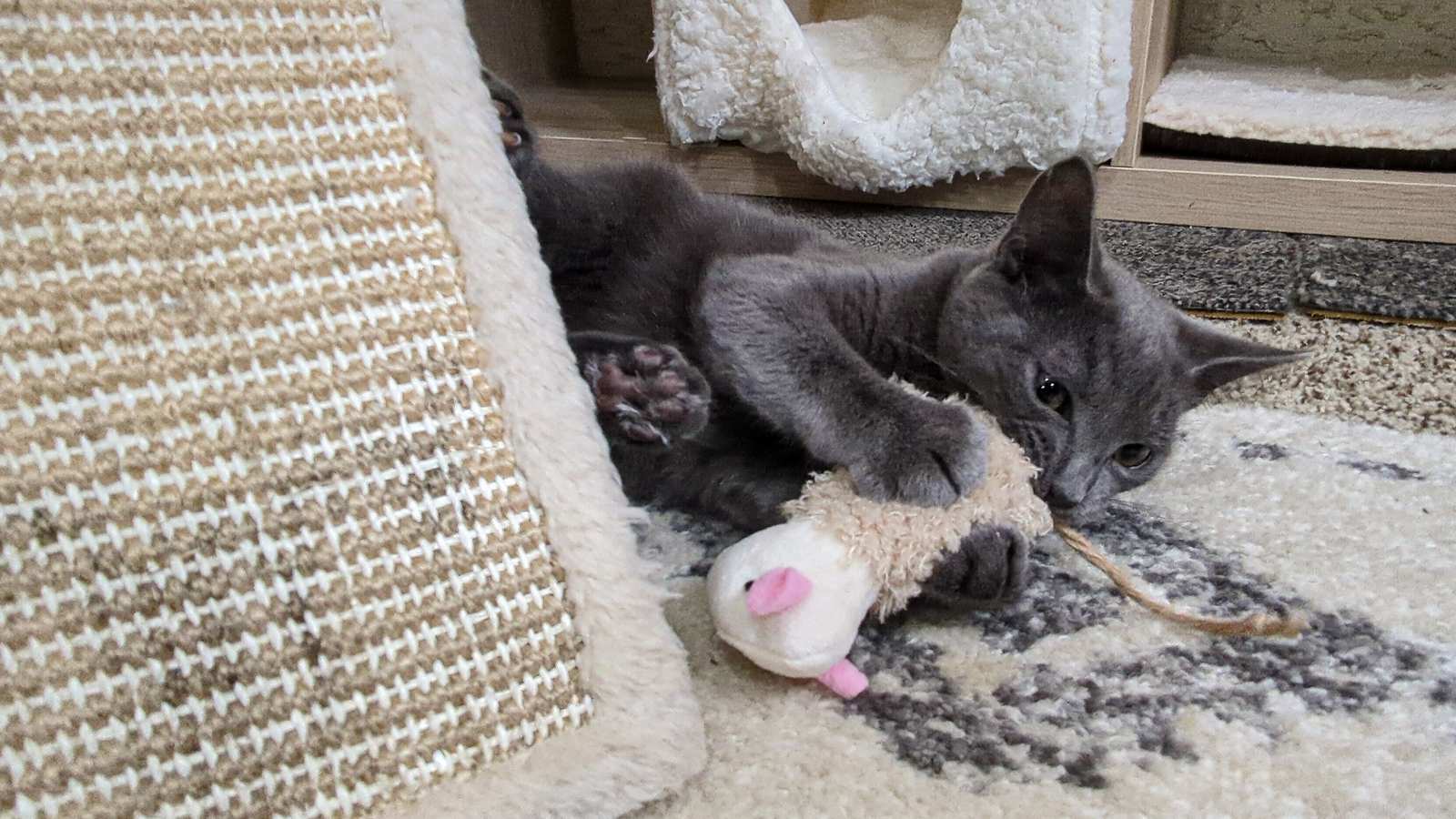 A grey cat playing with a soft fabric mouse toy