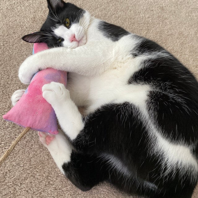 A cat playing with a catnip kicker