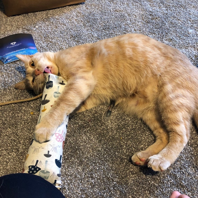 A cat playing with a catnip kicker