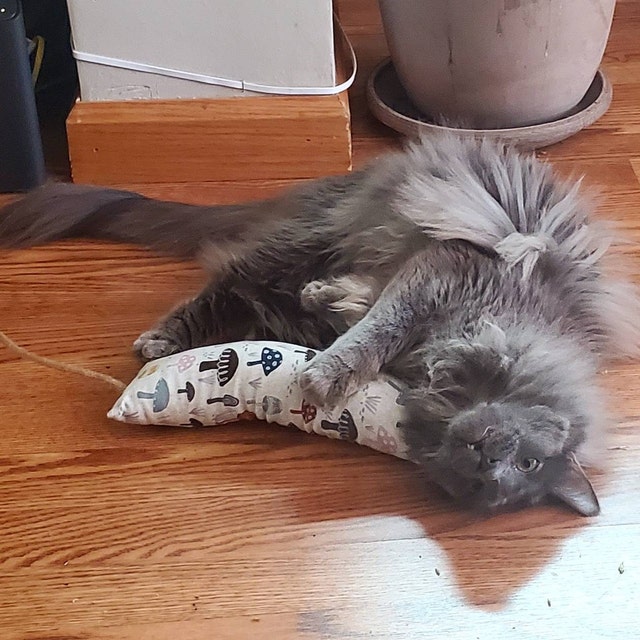 A cat playing with a catnip kicker