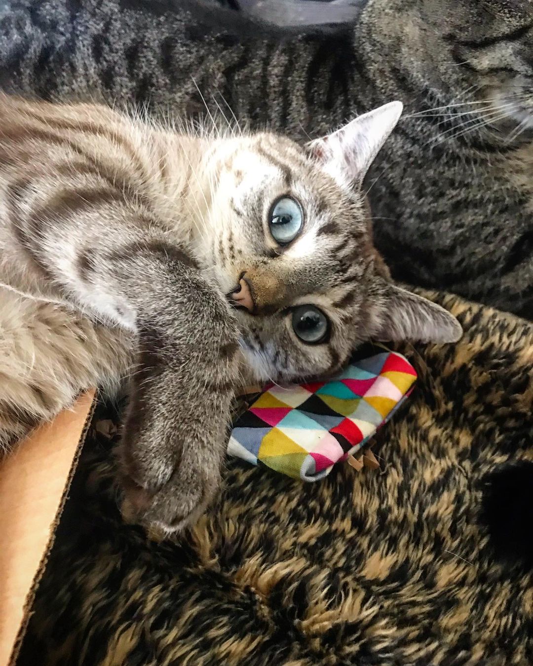 A cat and a fabric toy