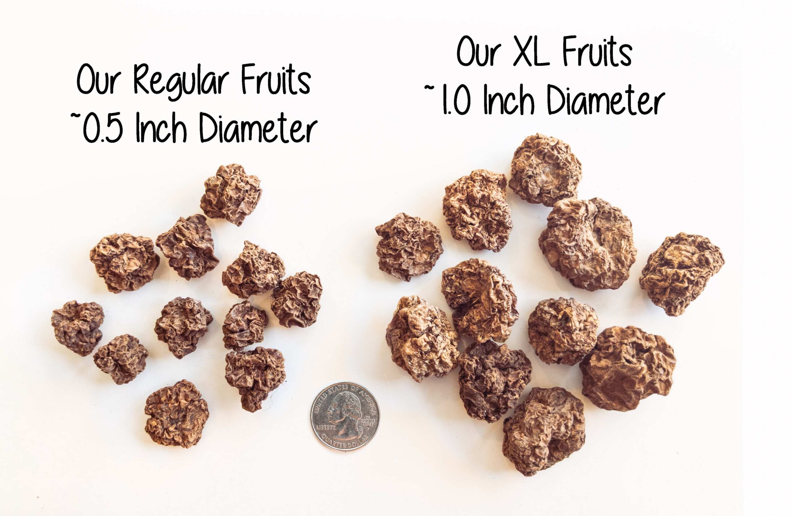 A comparison of regular size and large size silvervine gall fruit
