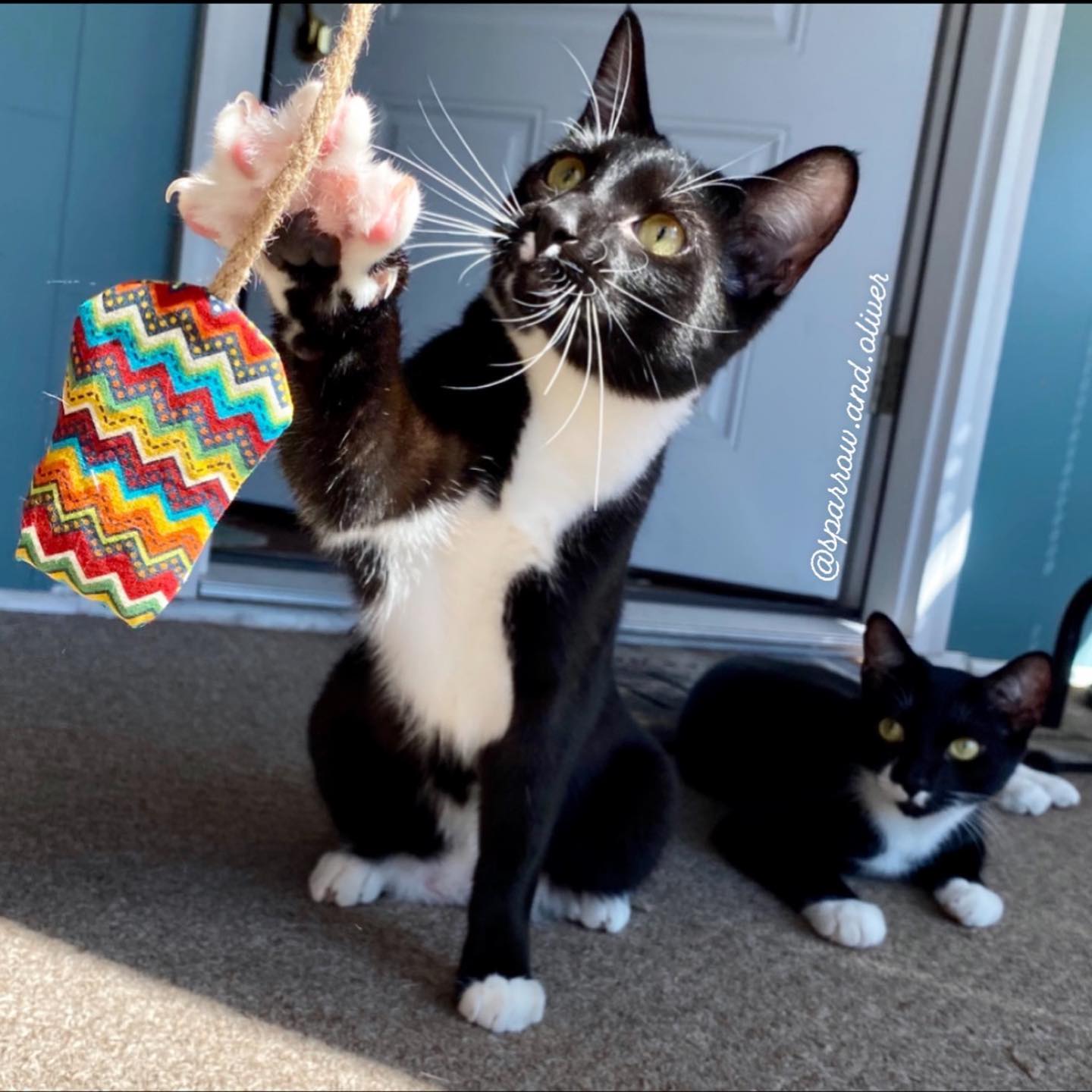 A cat playing with a fabric mouse toy.