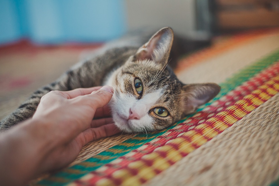 Your Cat Questions Answered by a Pro