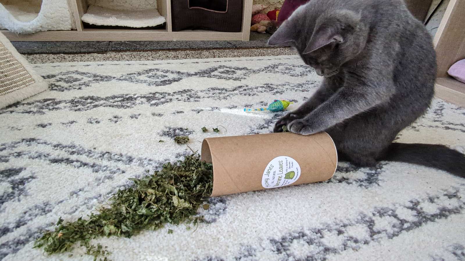 An gray cat playing with a tube of silvervine leaves